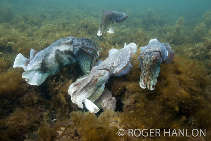 cuttlefish