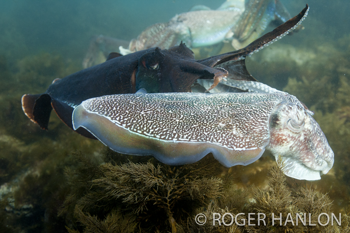 cuttlefish