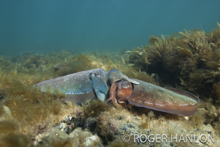 cuttlefish