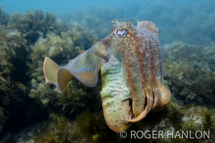 cuttlefish