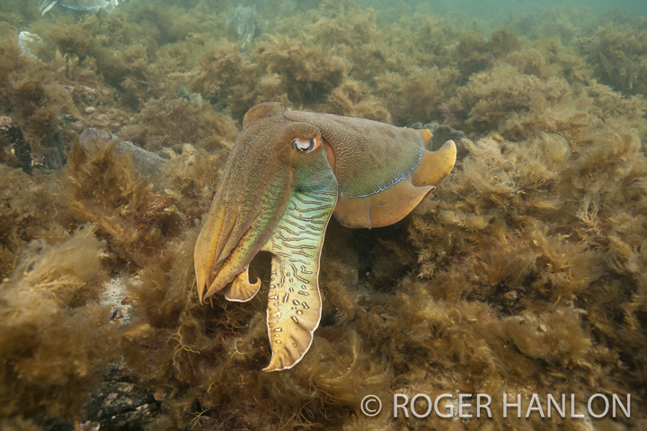 cuttlefish