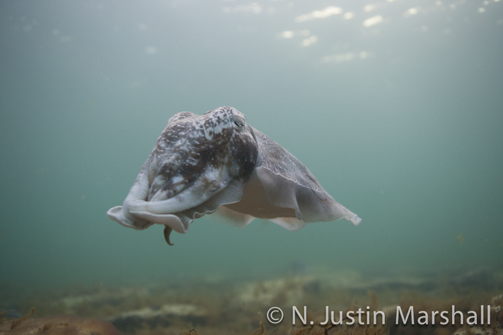 cuttlefish