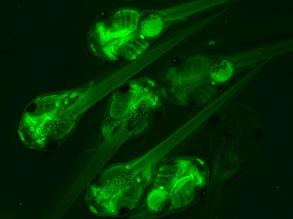 CMV-GFP_1EXRC