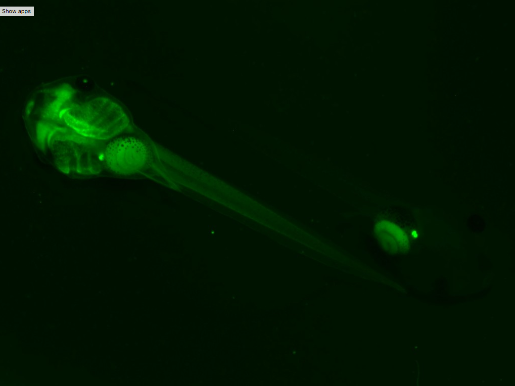 CMV-GFP_1EXRC