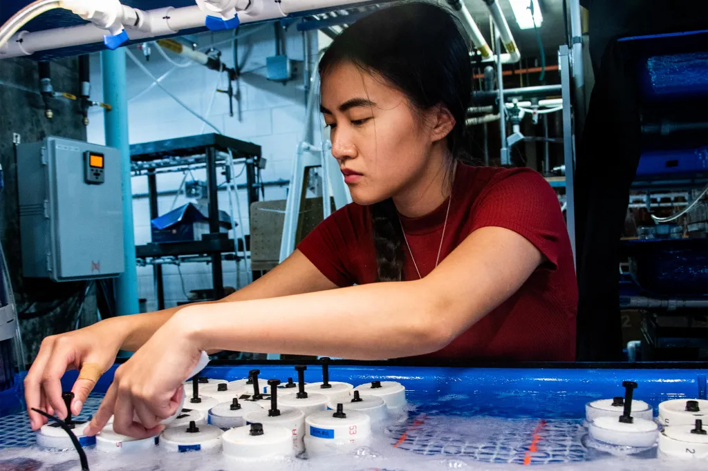 MBL Cephalopod Intern Akin Grearson works in the Cephalopod Mariculture Facility. 