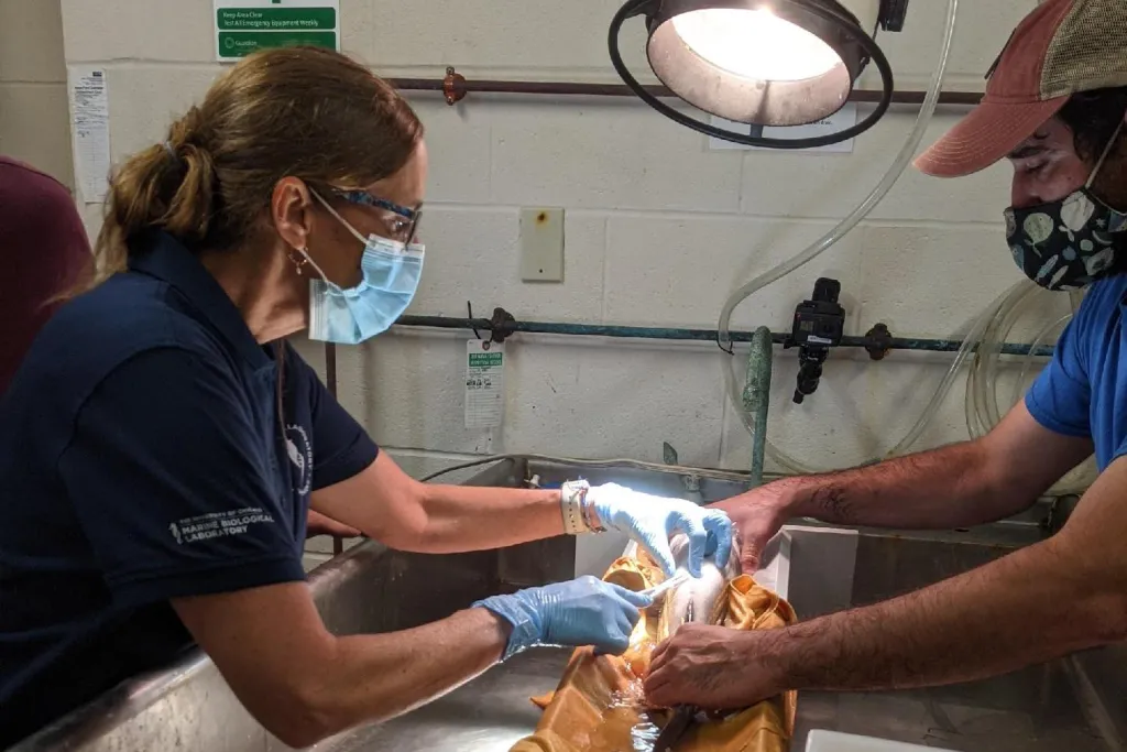 MBL Veterinarian Lisa Abbo takes a scale sample from a striped bass. Credit: Emily Greenhalgh