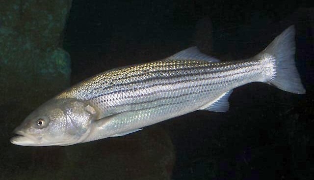 Striped Bass