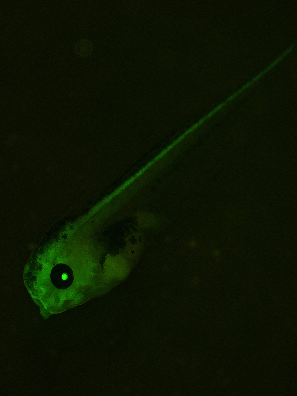 Xtr.Tg(otx2:GFP)Kellr