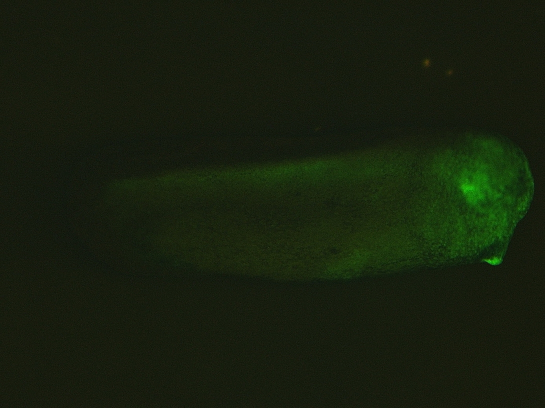 Xtr.Tg(otx2:GFP)Kellr