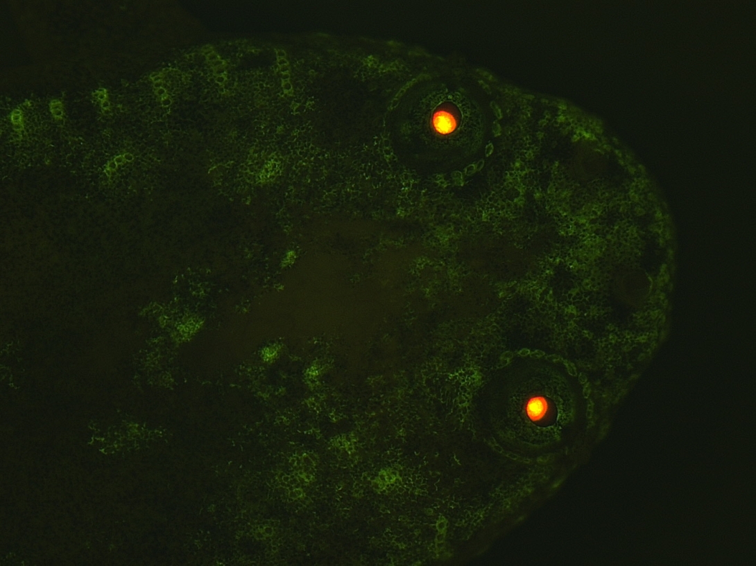 Xtr.Tg(pax6:GFP;cryga:RFP;actc1:RFP)Grngr