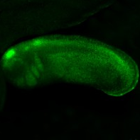 Xtr.Tg(WntREs:dEGFP)Vlemx