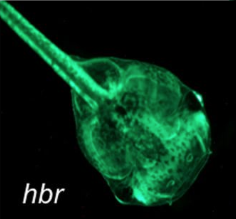 Xtr.Et(eef1a1:GFP)hbrMead