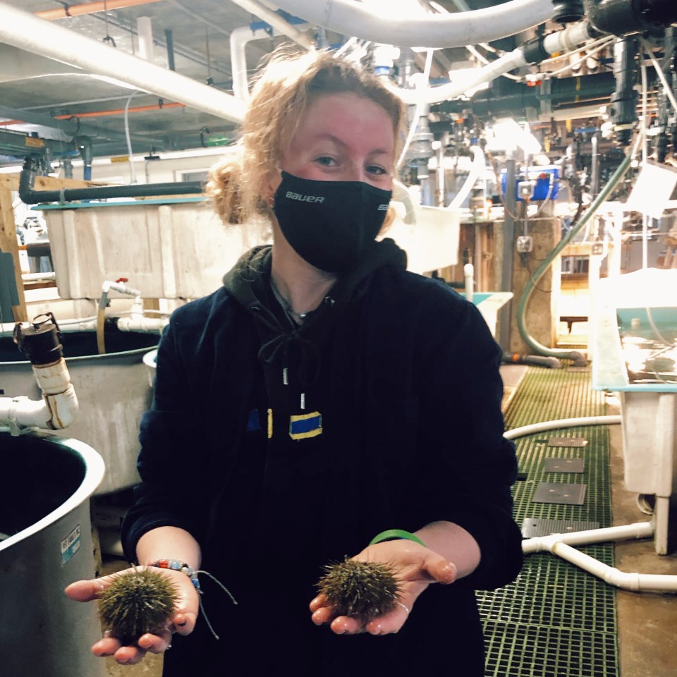  Intern Julia O'Connor holding two sea urchins in the MBL's Marine Resources Center. 