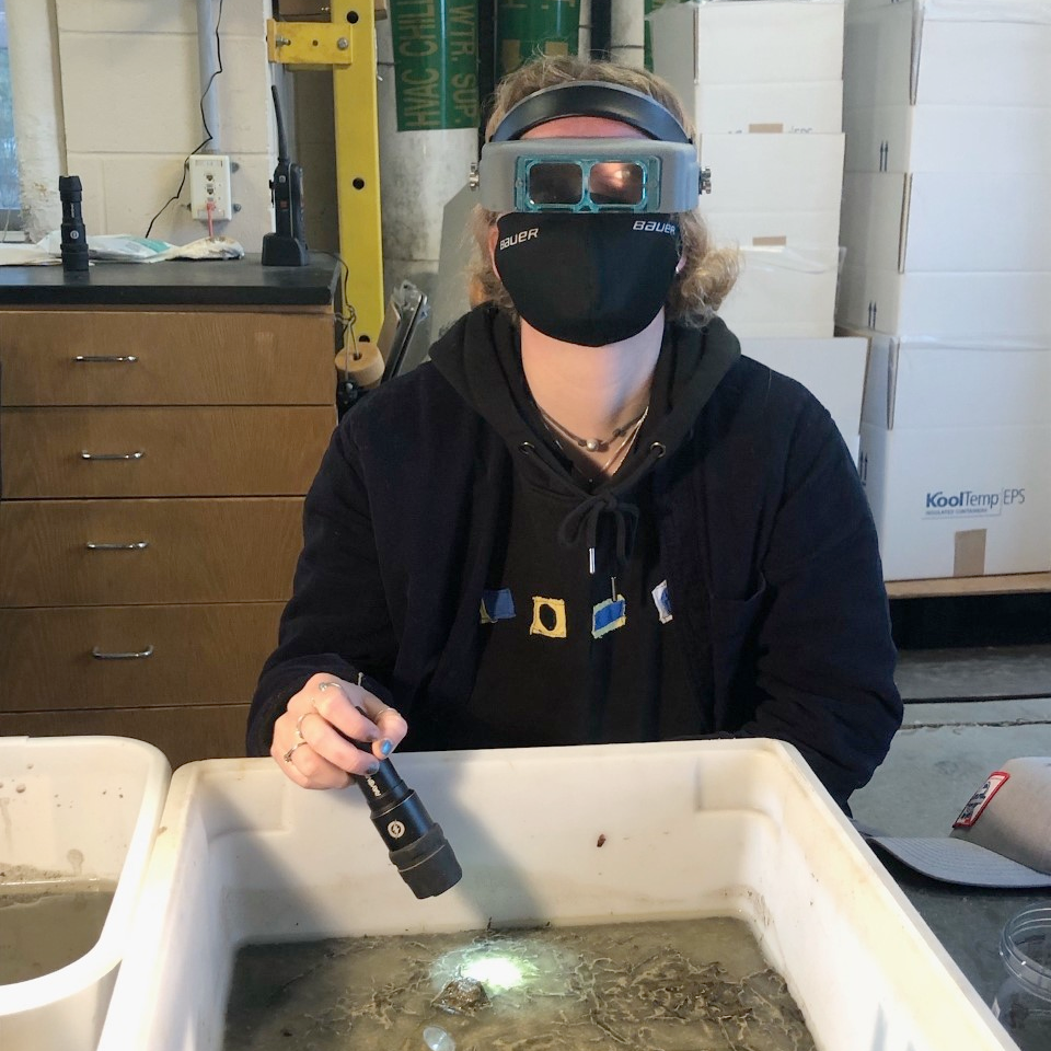 Intern Julia O'Connor inspecting a tank in the MBL's Marine Resources Center