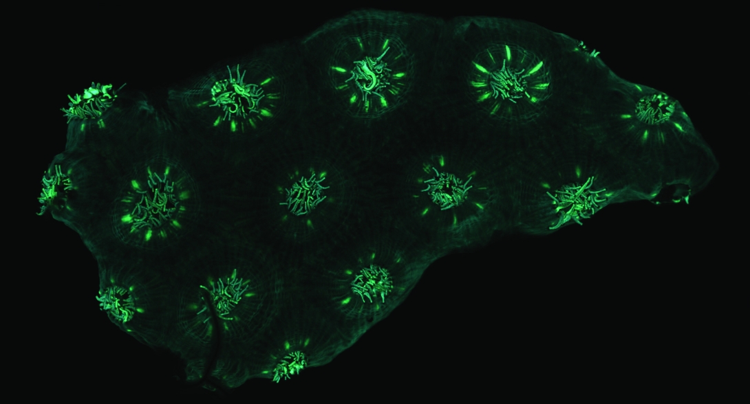  "Autofluorescence Montastraea cavernosa" by Mayra Sánchez-García 