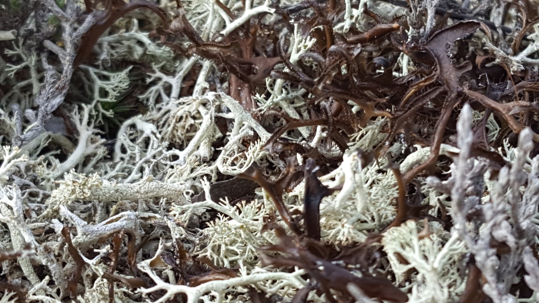  "Lichens of the Cape Cod Dunes" by Zoe Cardon 