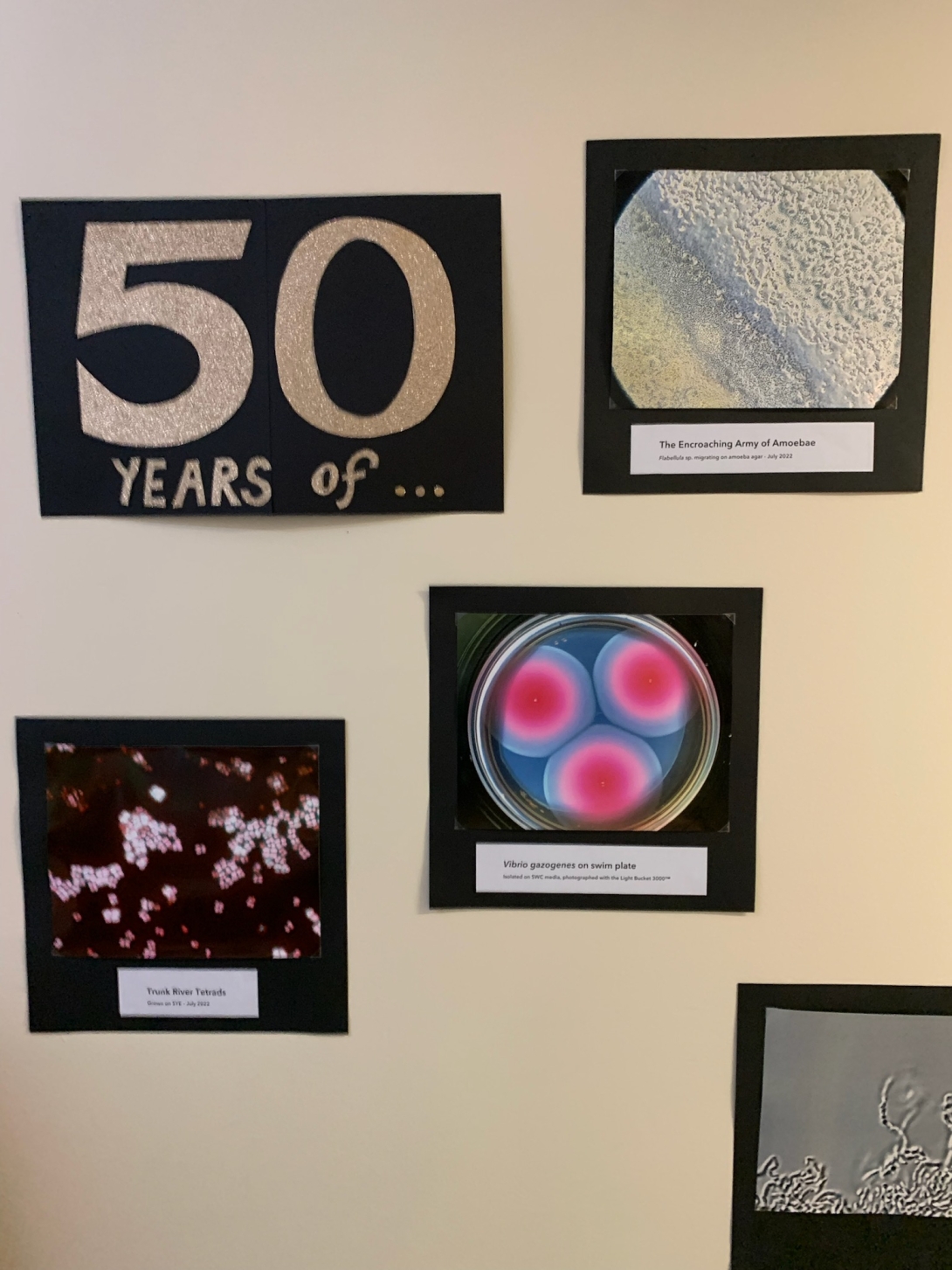 50 years of nd then pictures of various microbes.