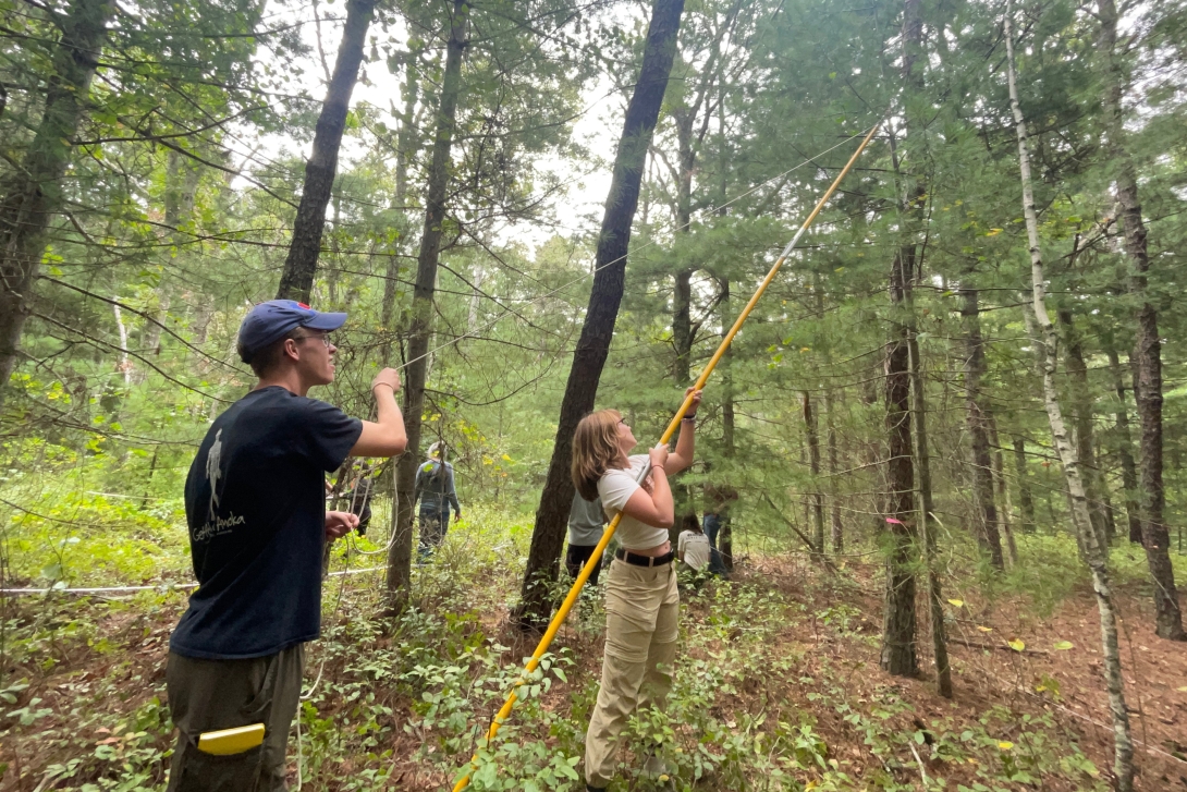 Field work in the forest