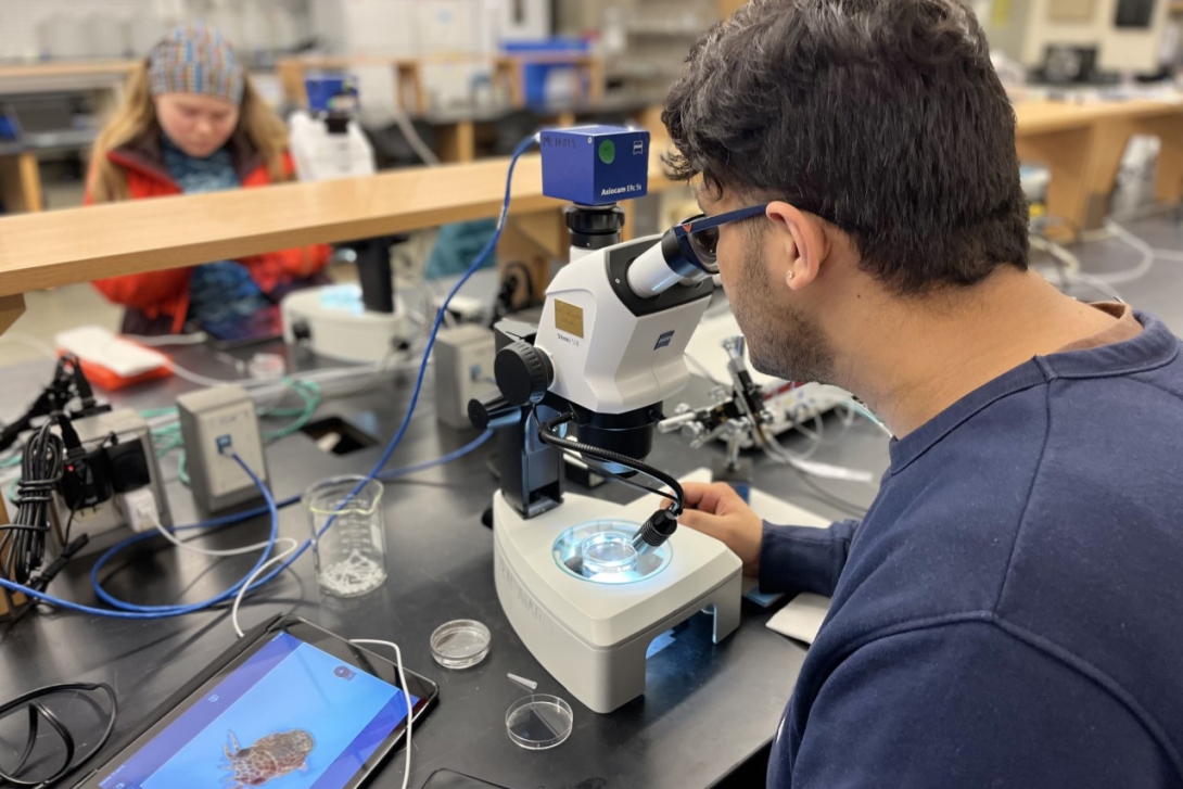 Student looks through a microscope