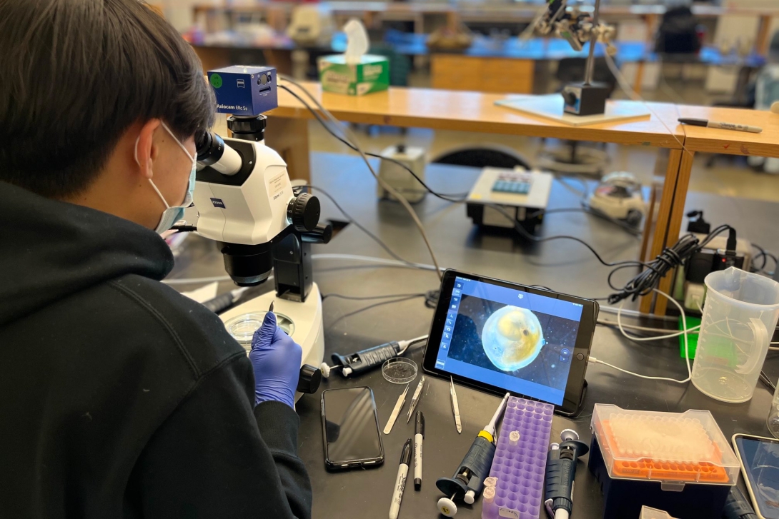 Student looks through a microscope, squid embryo on screen