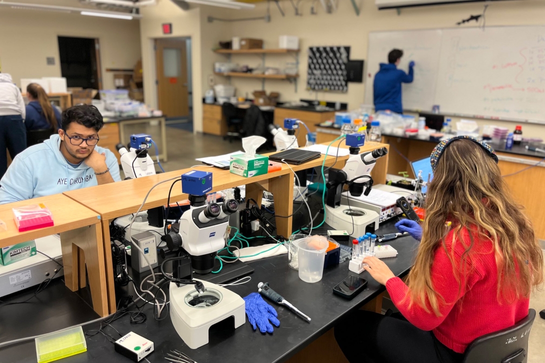 Students work in a lab at benches covered in microscopes