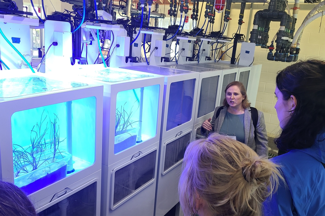 SES Director Mirtan Teichberg gives a tour of her seagrass lab. Credit: Nick Peng