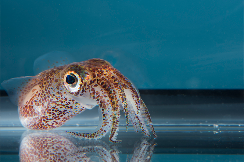 Hummingbird Bobtiail Squid Credit: Tom Kleindinst