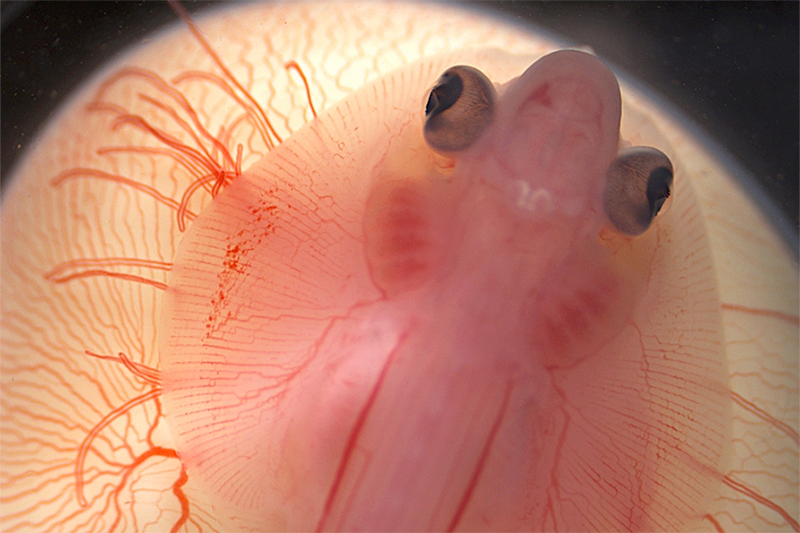  Living embryo of the little skate (Leucoraja erinacea) sitting atop its yolk at approximately ten weeks - Credit Mary Colasanto and Emily Mis during MBL Embryology Course