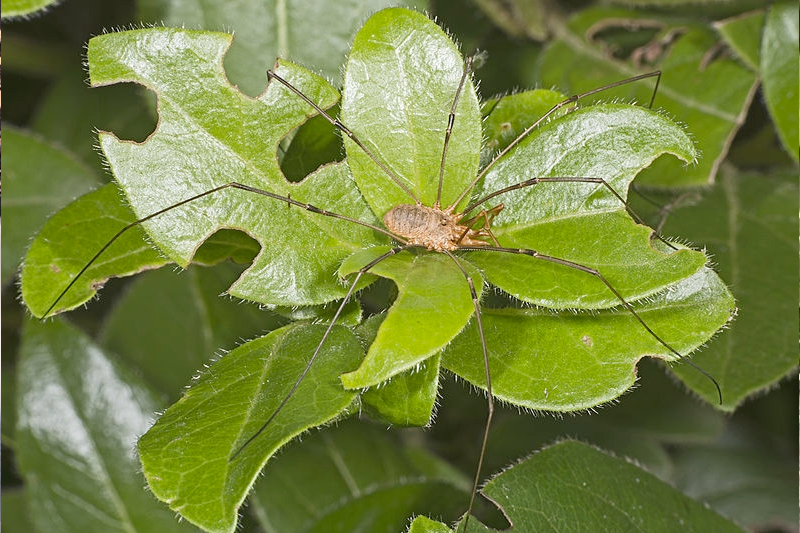 Phalangium opilio spider commonly known as Daddy Long Legs Credit Didier Descouens via CC License