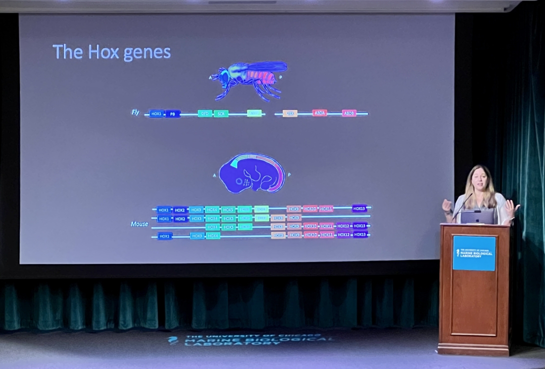 MBL Hibbitt Fellow Carrie Albertin talks about her research. Credit: Maria Silva