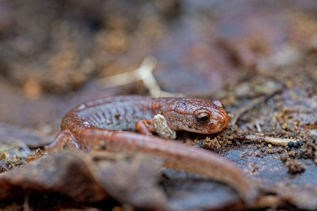 salamander on the ground