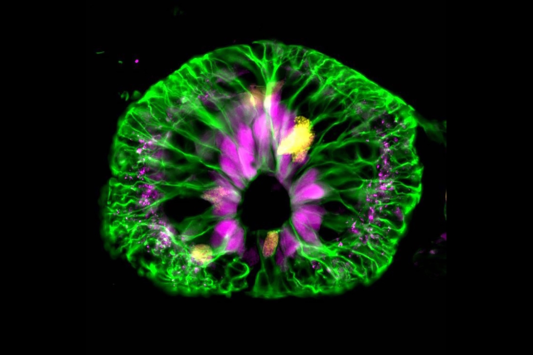 Cross-section through a regenerating Axolotl spinal cord. 