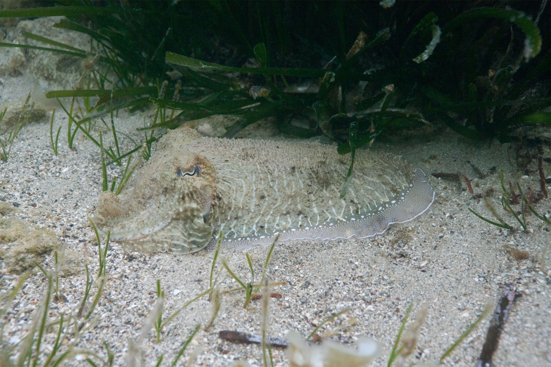 A common cuttlefish (S. officinalis) blending in with its surroundings off the coast of Turkey. Credit: Roger Hanlon