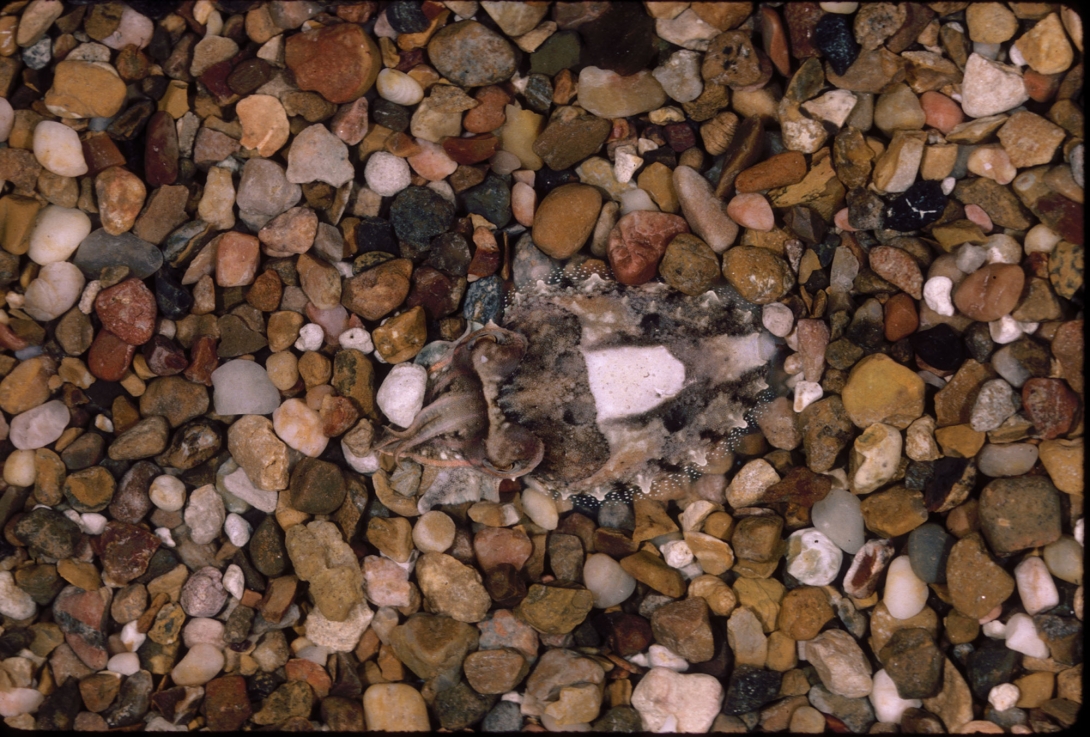 A common cuttlefish (S. officinalis) changes its coloring and texture to match a rocky bottom in the Hanlon Lab. Credit: Roger Hanlon