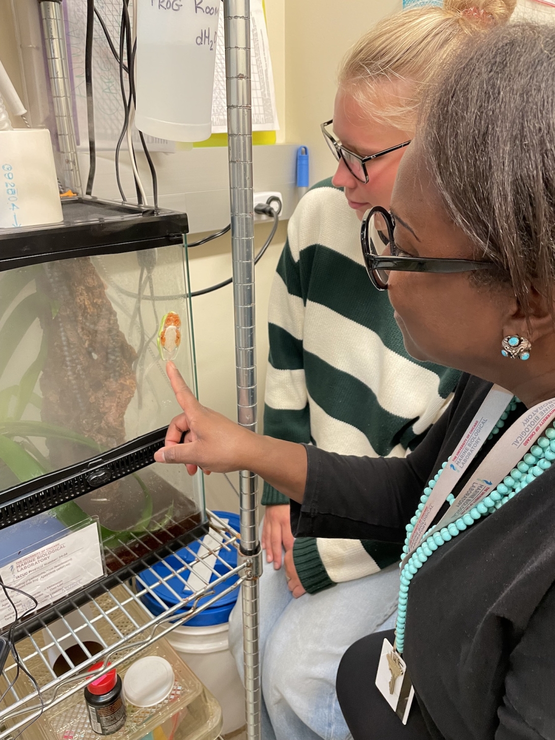 MBL Whitman Fellow Sally Seraphin and undergraduate Eva Beiga look at a red-eyed tree frog in a tank.