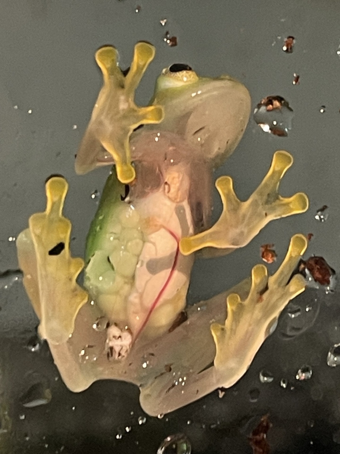 A pregnant glass frog with internal organs visible