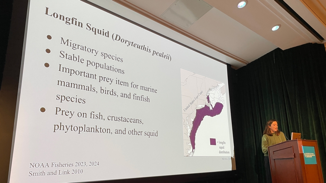 Emma Johnston, Dickinson College - Diets of Longfin squid (Doryteuthis pealeii) in relation to size, geographic location, and time