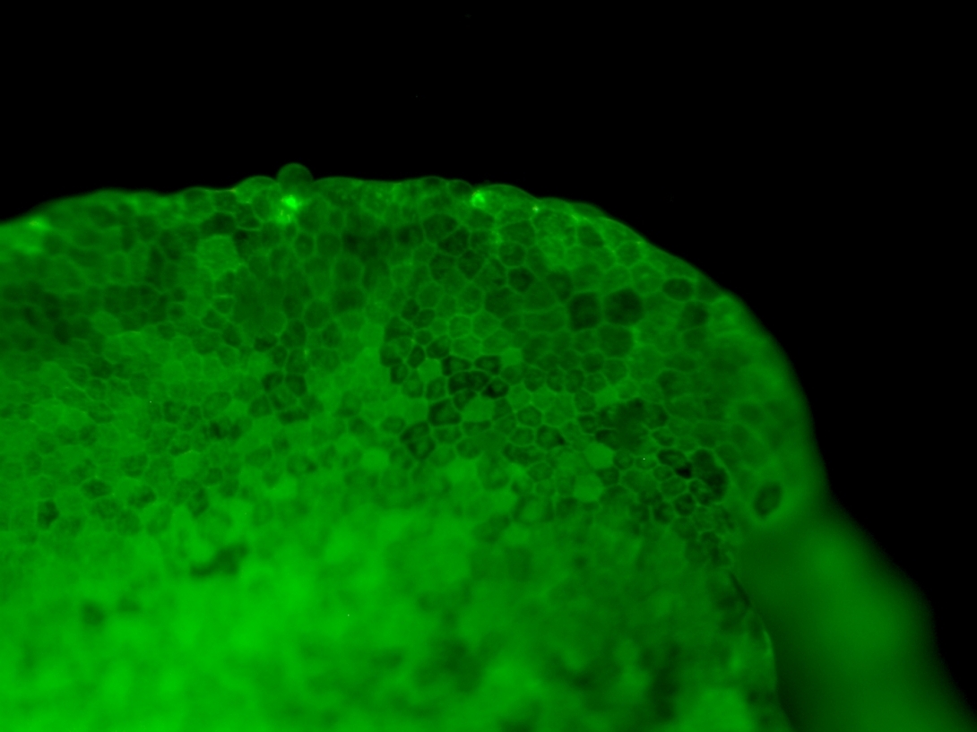 CMVmemGFP-1