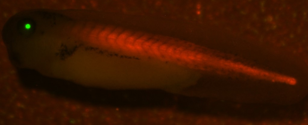 Brachyury-Katushka2EXRC