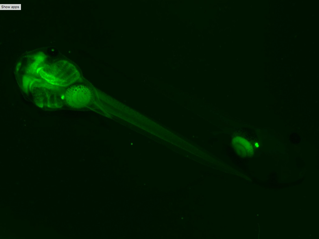 CMV-GFP_2EXRC