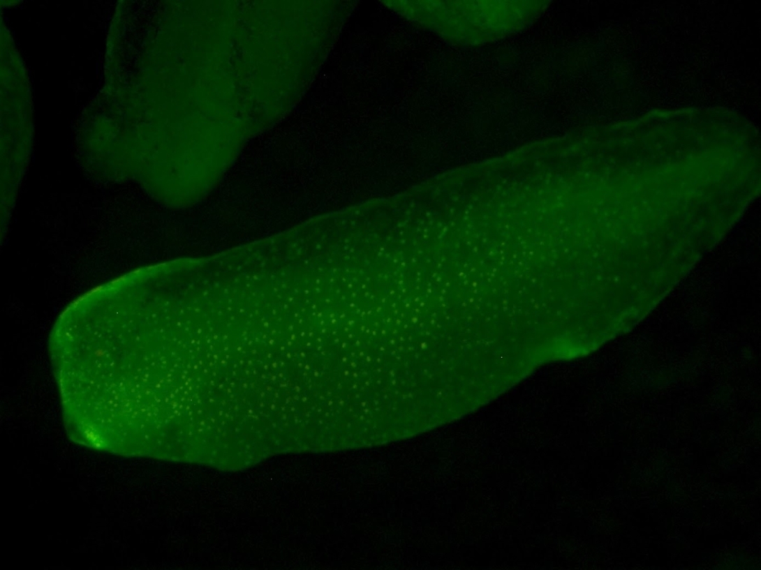 CMVCaMPARI_male2gfp