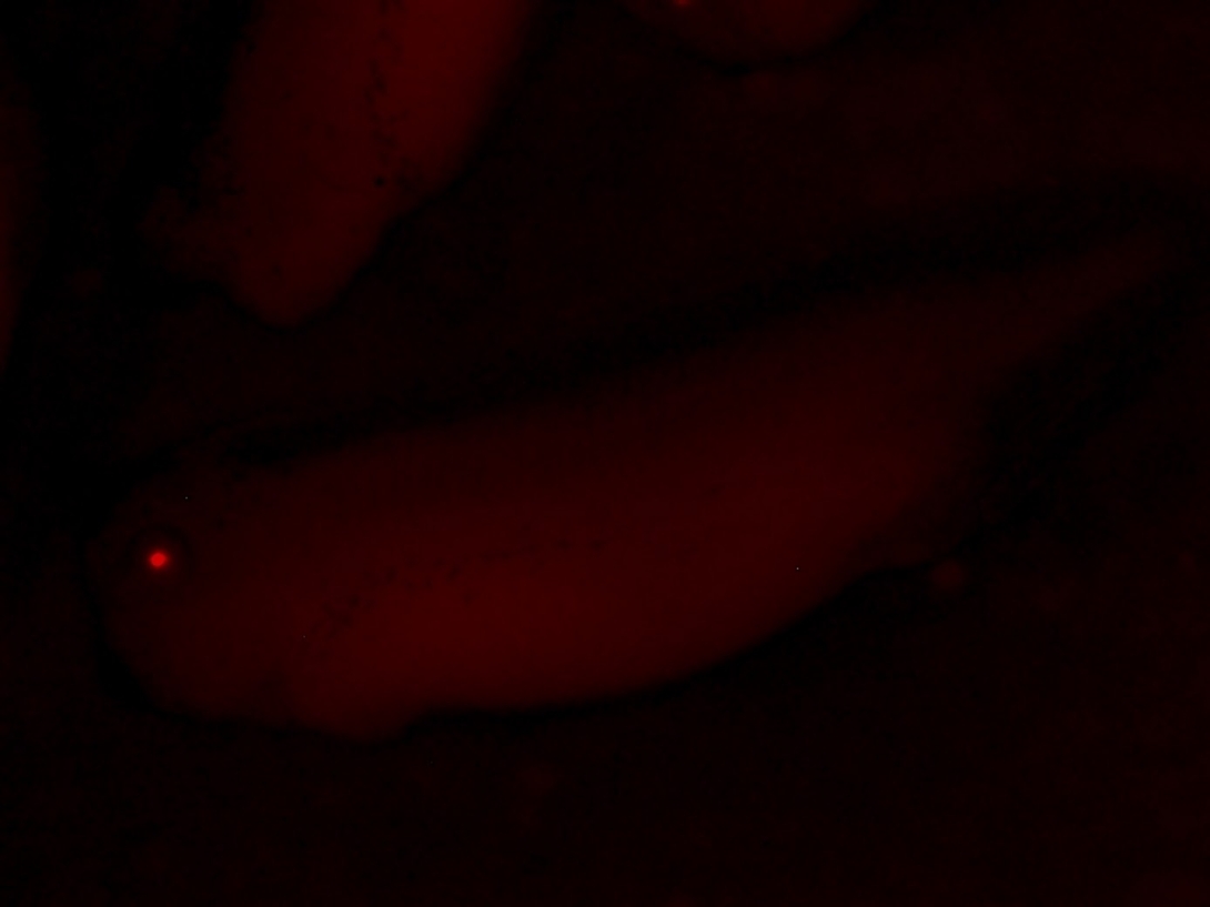 CMVCaMPARI_male2xcry