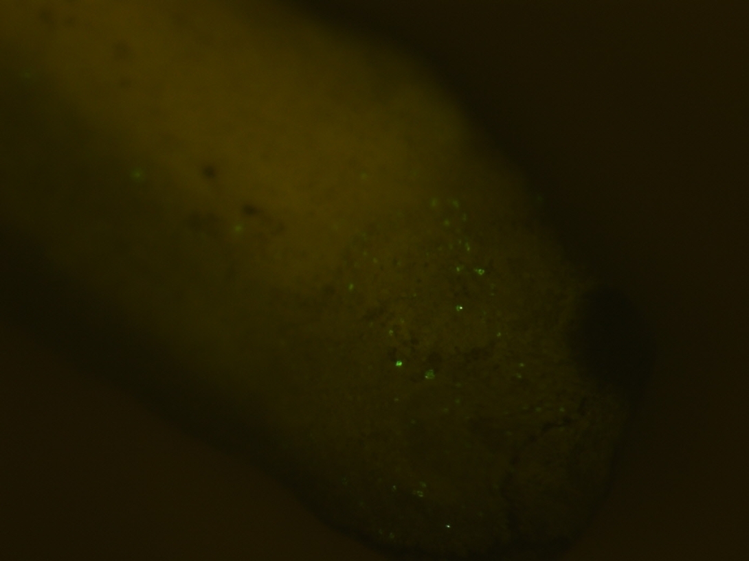 Deup1-GFP_2