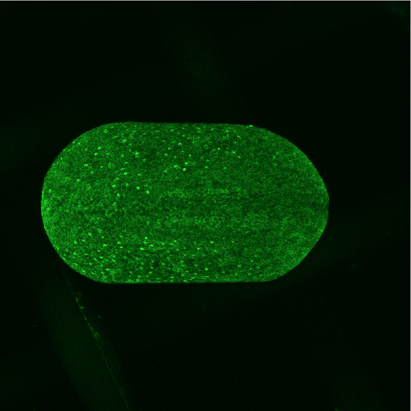 Dria-GFP_1Embryo