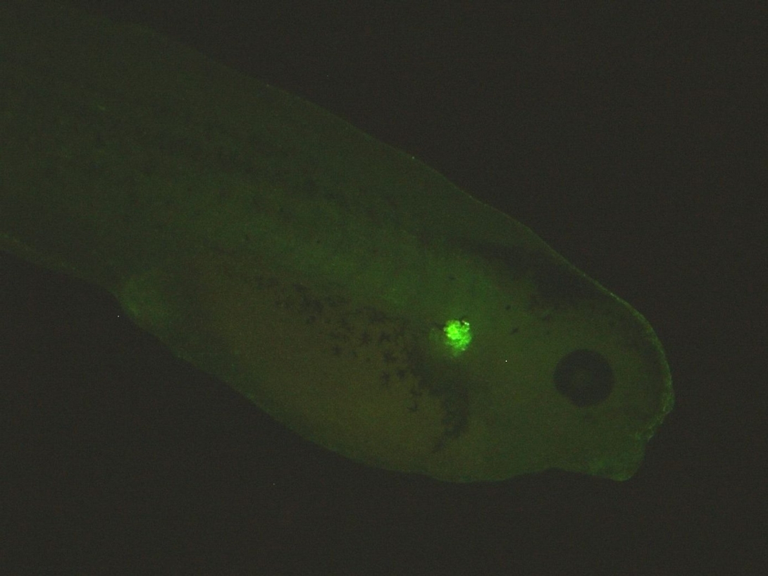 EGFPGolgi-e1497379635319