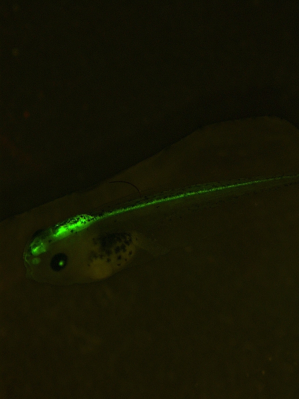 Pax6GFP