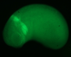 Sox10GFP-st26-Sokol