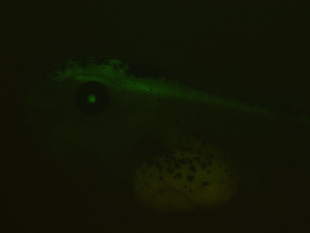 TUBB2GFP