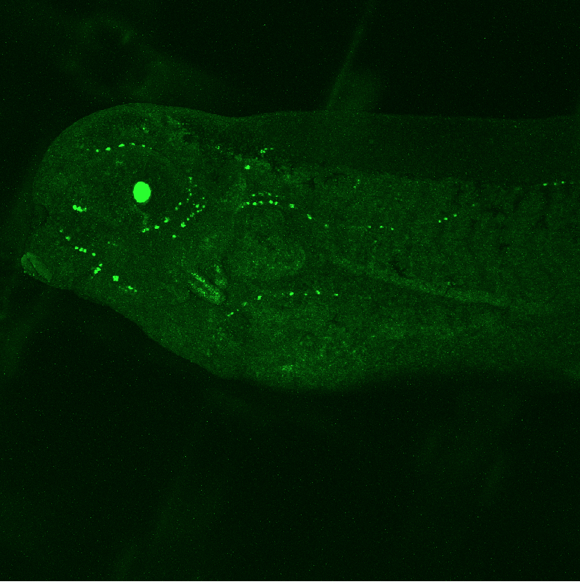 XicGFP_1Embryo
