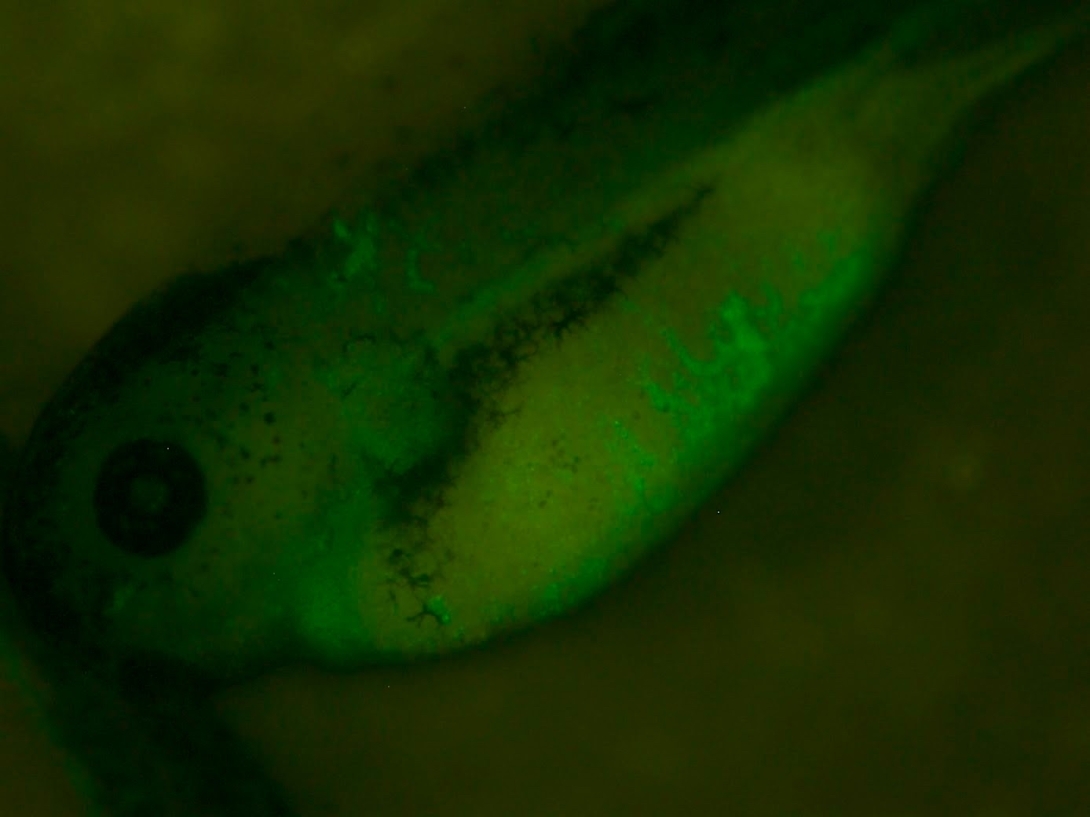 gata1gfp